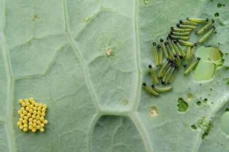 Oruga de la col en rábano | idMicrobe
