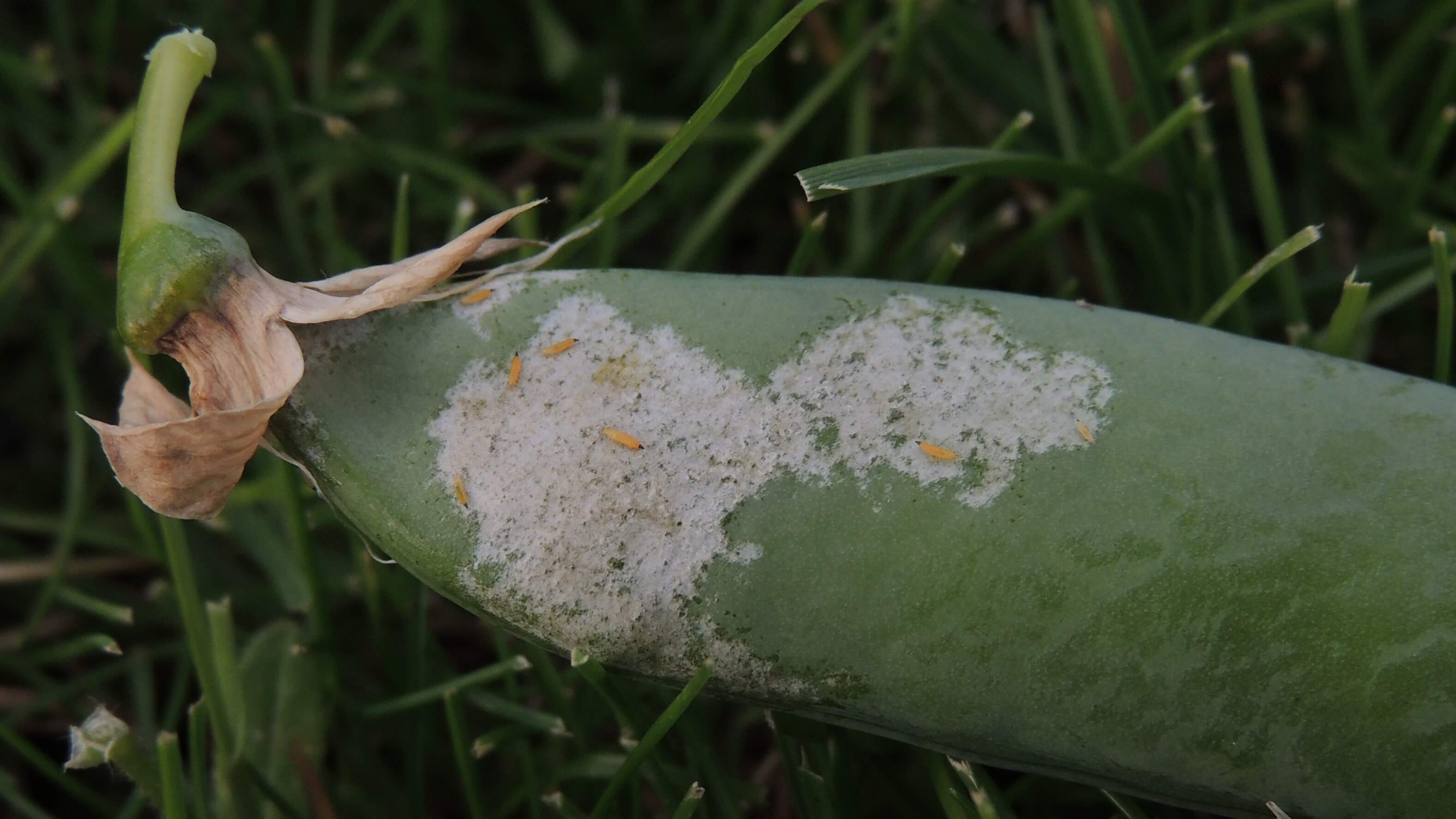 Trips: Síntomas y daños en Guisantes