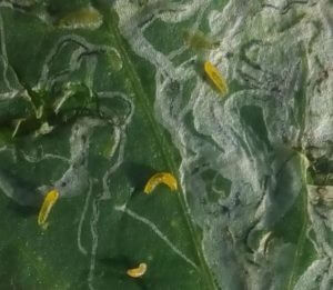 Cómo reconocer y combatir mosca del apio