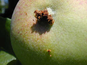 Traça falsa da maçã em pêssegos ou nectarinas: como reconhecê-las e tratá-las eficazmente