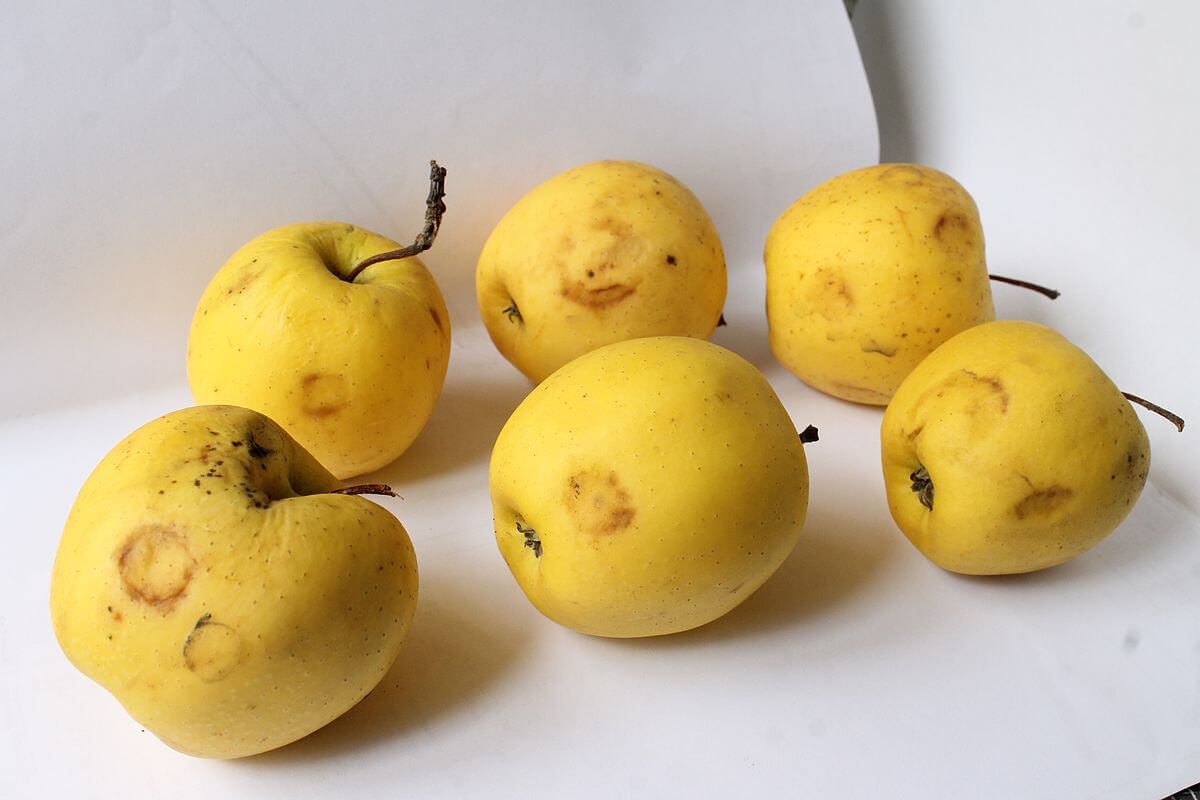 Chlorotic leaf spot virus in apple trees | idMicrobe