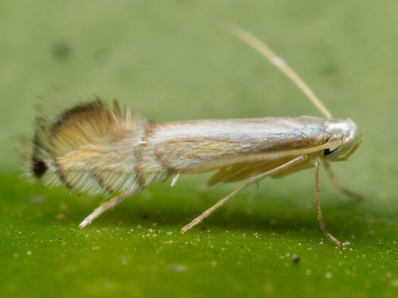 Minador de los cítricos: Síntomas y daños en Naranjo
