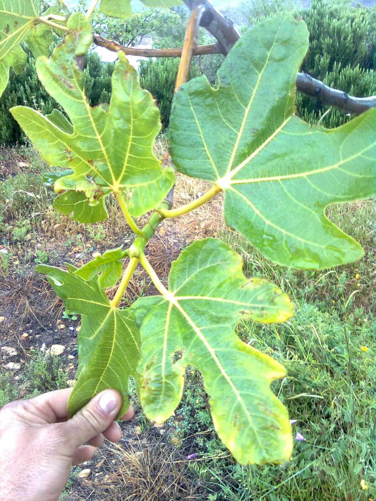 Daños causados por Virus del mosaico (FMV) en Higo o higuera