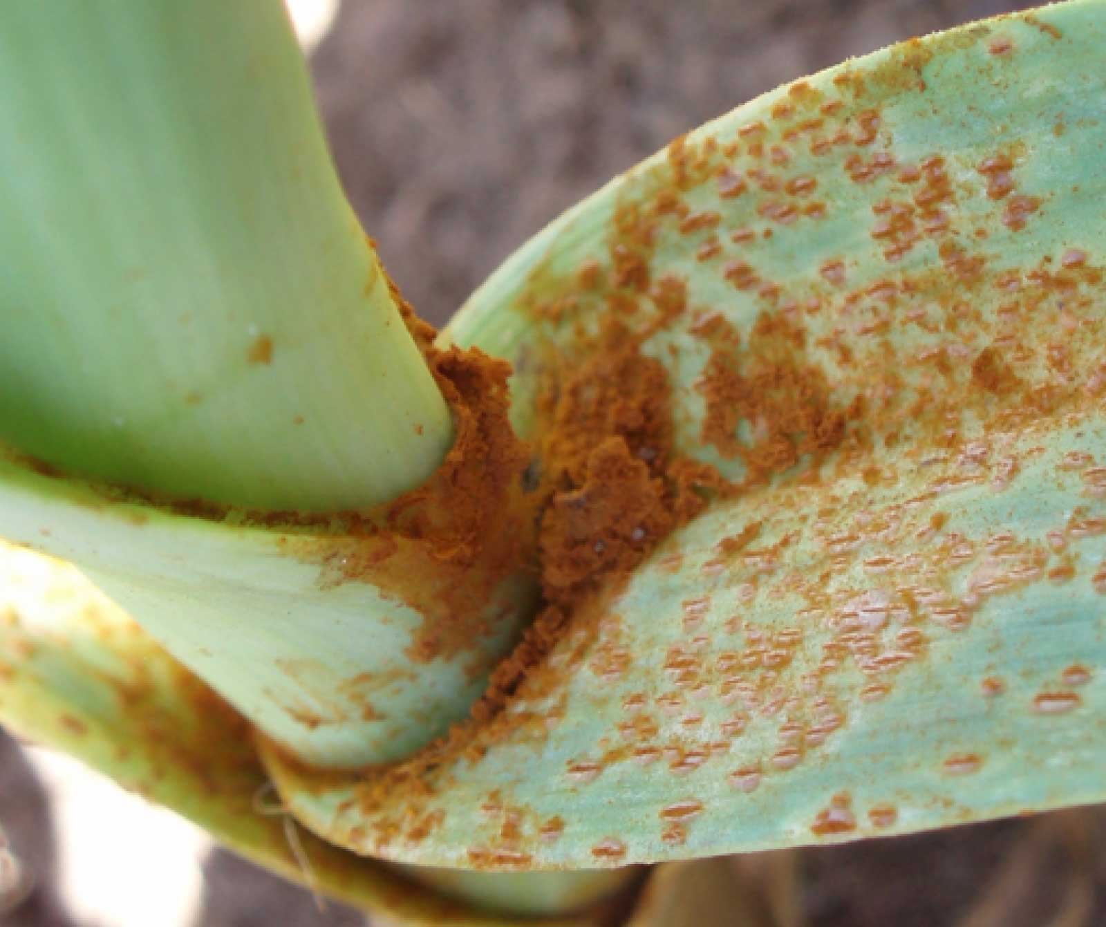 Ferrugem da cebola | idMicrobe