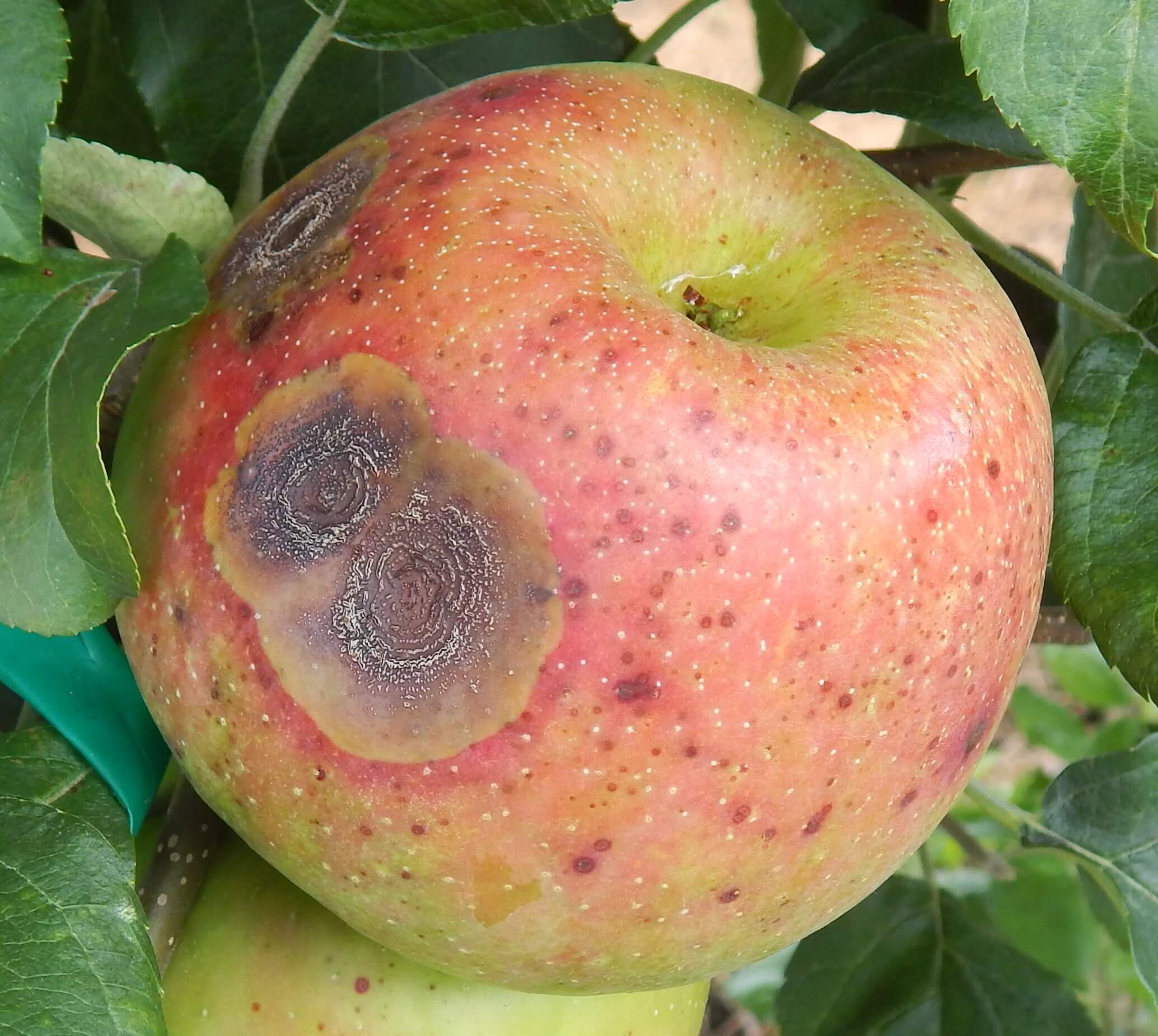 Fruto afectado por antracnosis con manchas oscuras y lesiones hundidas