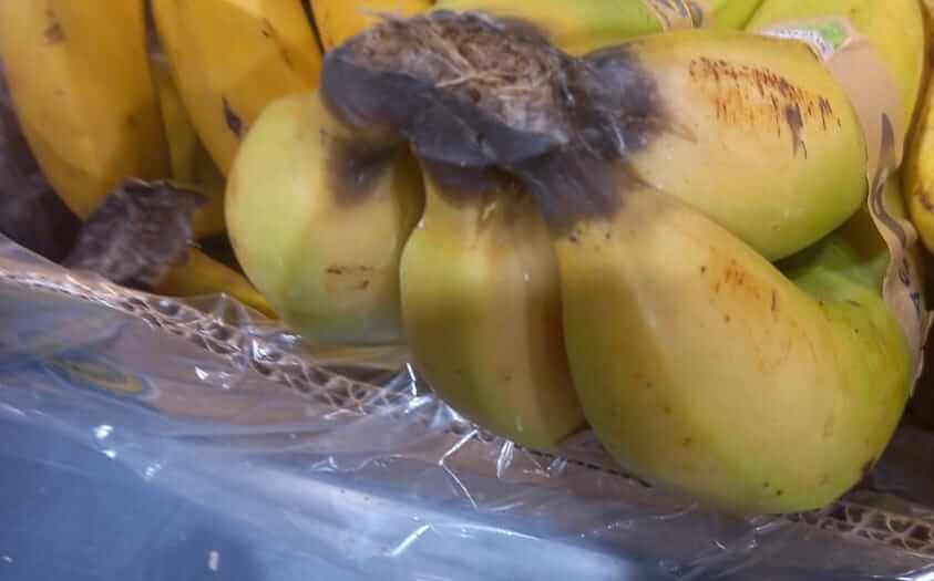 Pudrición o podredumbre de la corona en Platanera: Cómo se reconoce y se trata eficazmente