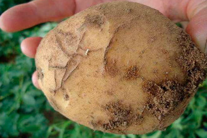 Besouro-pulga-da-batata: como reconhecê-lo e tratá-lo eficazmente