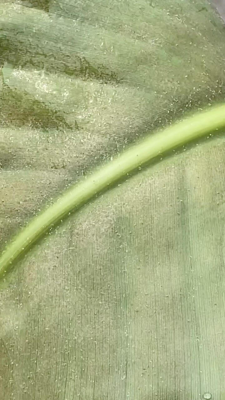 Symptoms, treatments and recommendations for treating red spider mites