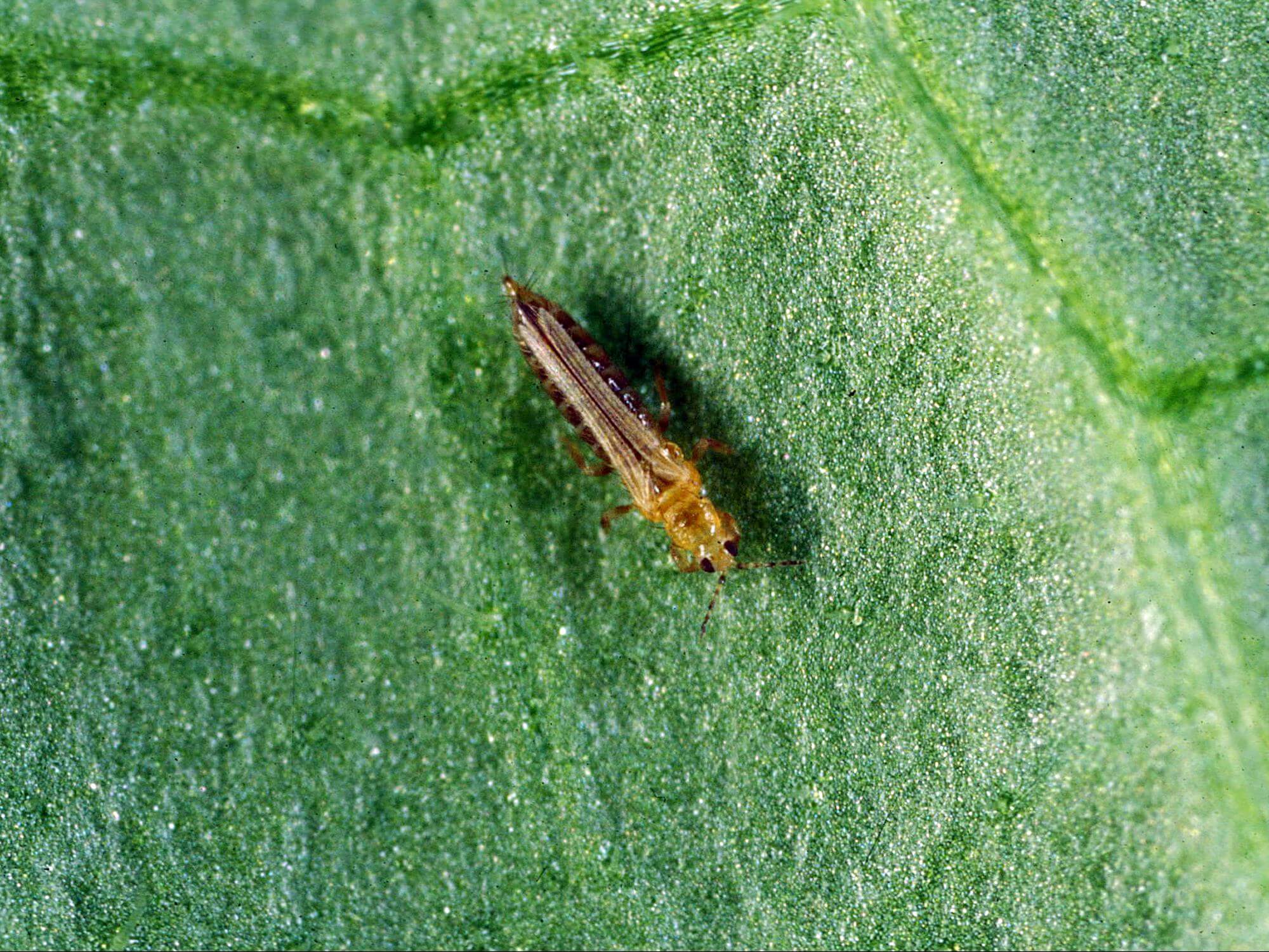Thrips : symptômes et dégâts sur le radis