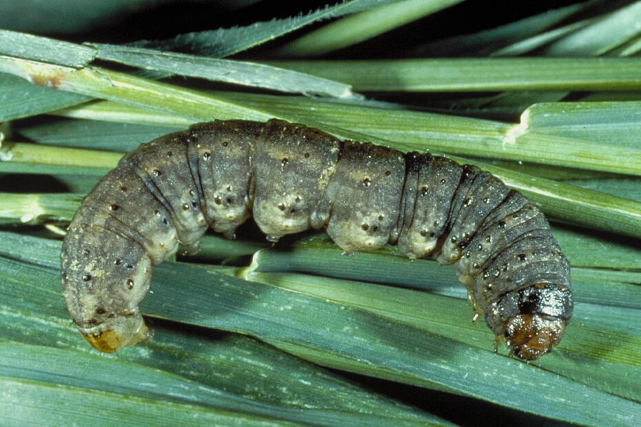 Sintomas, tratamentos e recomendações para tratar vermes cinzentos