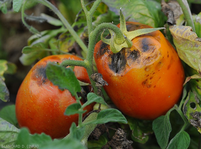 Alternaria en frutos: Cómo se reconoce y se trata eficazmente