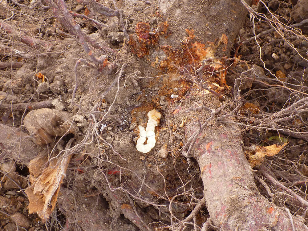Daños causados por Gusano cabezudo en Melocotón, durazno o nectarina