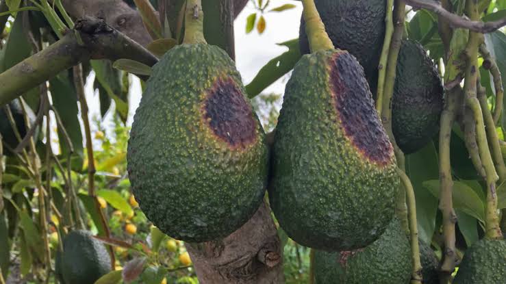 Fruto con quemaduras solares y zonas dañadas por exceso de exposición al sol