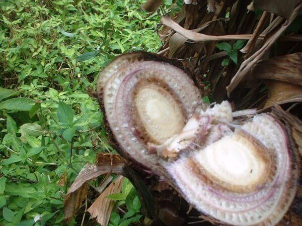 Moko or Madraviche: Symptoms and Damage in Banana Trees
