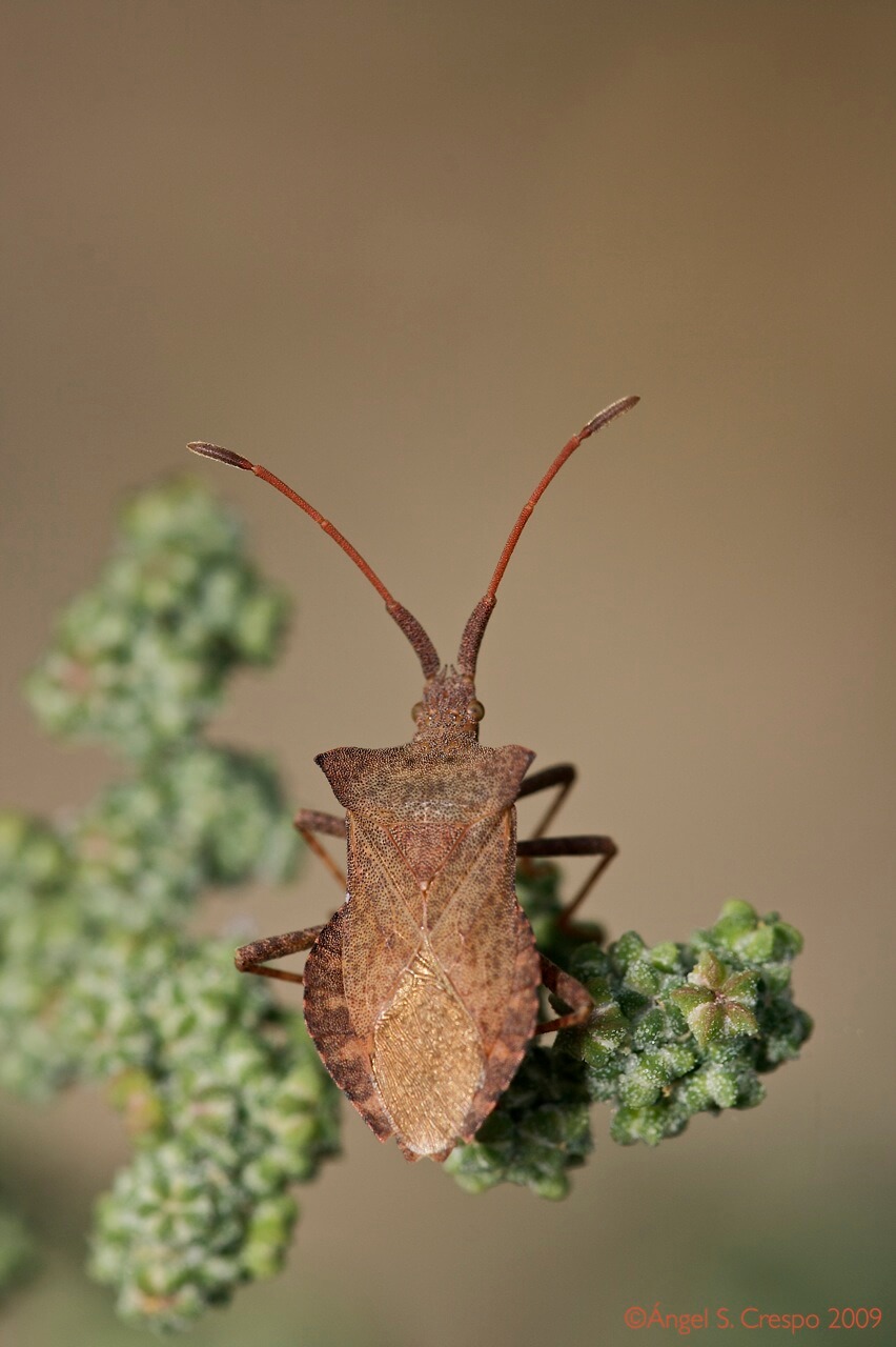 Chinches en Plantas decorativas de jardín y/o interior: Cómo se reconoce y se trata eficazmente