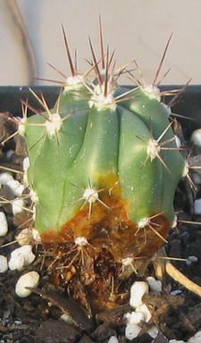 Bactériose chez le cactus : comment la reconnaître et la traiter efficacement