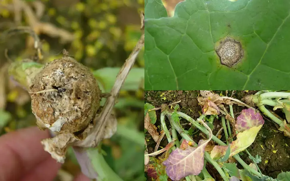 Mancha del tallo en Quinoa: Cómo se reconoce y se trata eficazmente