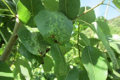 Sintomas, tratamentos e recomendações para tratar ácaros