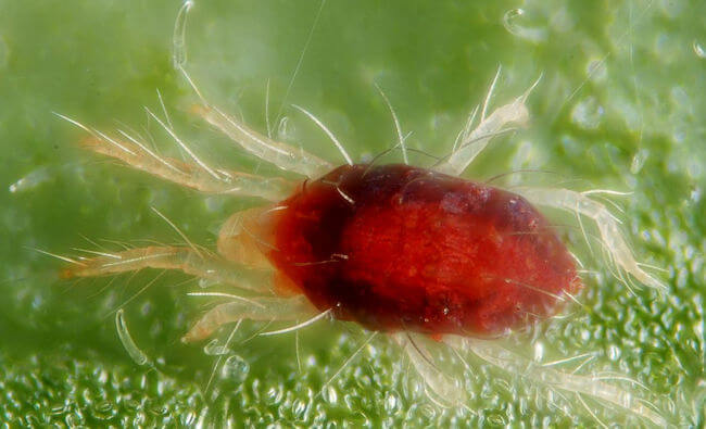 Ácaro o Araña roja en Naranjo: Cómo se reconoce y se trata eficazmente