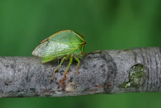 Danos causados pelo Torito del Manzano em Manzano