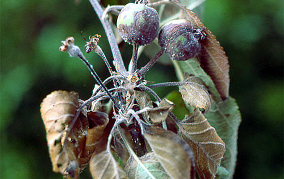 Síntomas, tratamientos y recomendaciones para tratar cáncer bacteriano en manzano