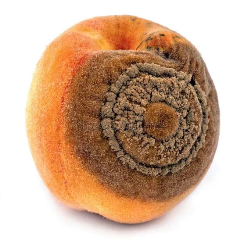 Monilinia or brown rot: Symptoms and damage in peaches or nectarines