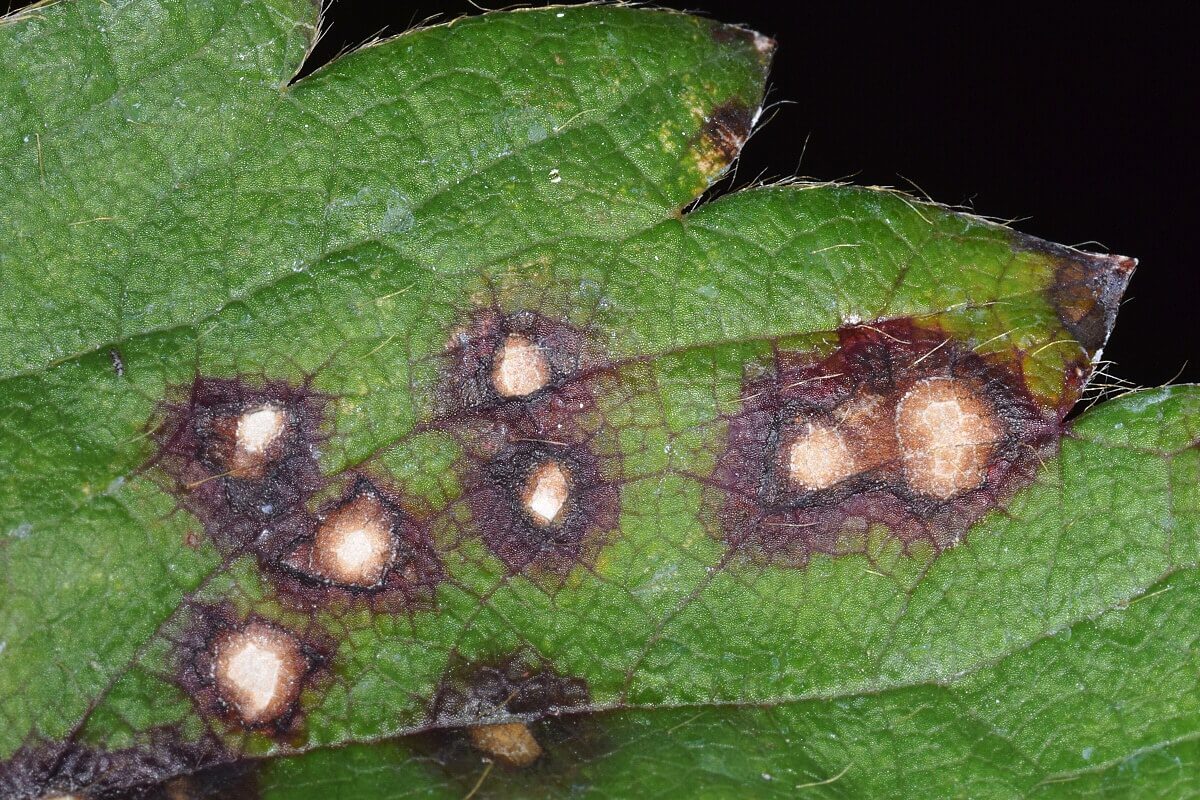 Cómo reconocer y combatir mancha púrpura en fresa