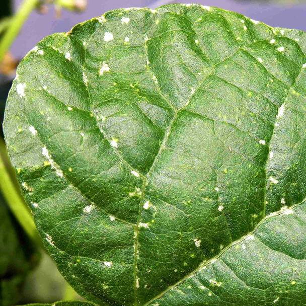 Comment reconnaître et combattre les thrips sur les radis
