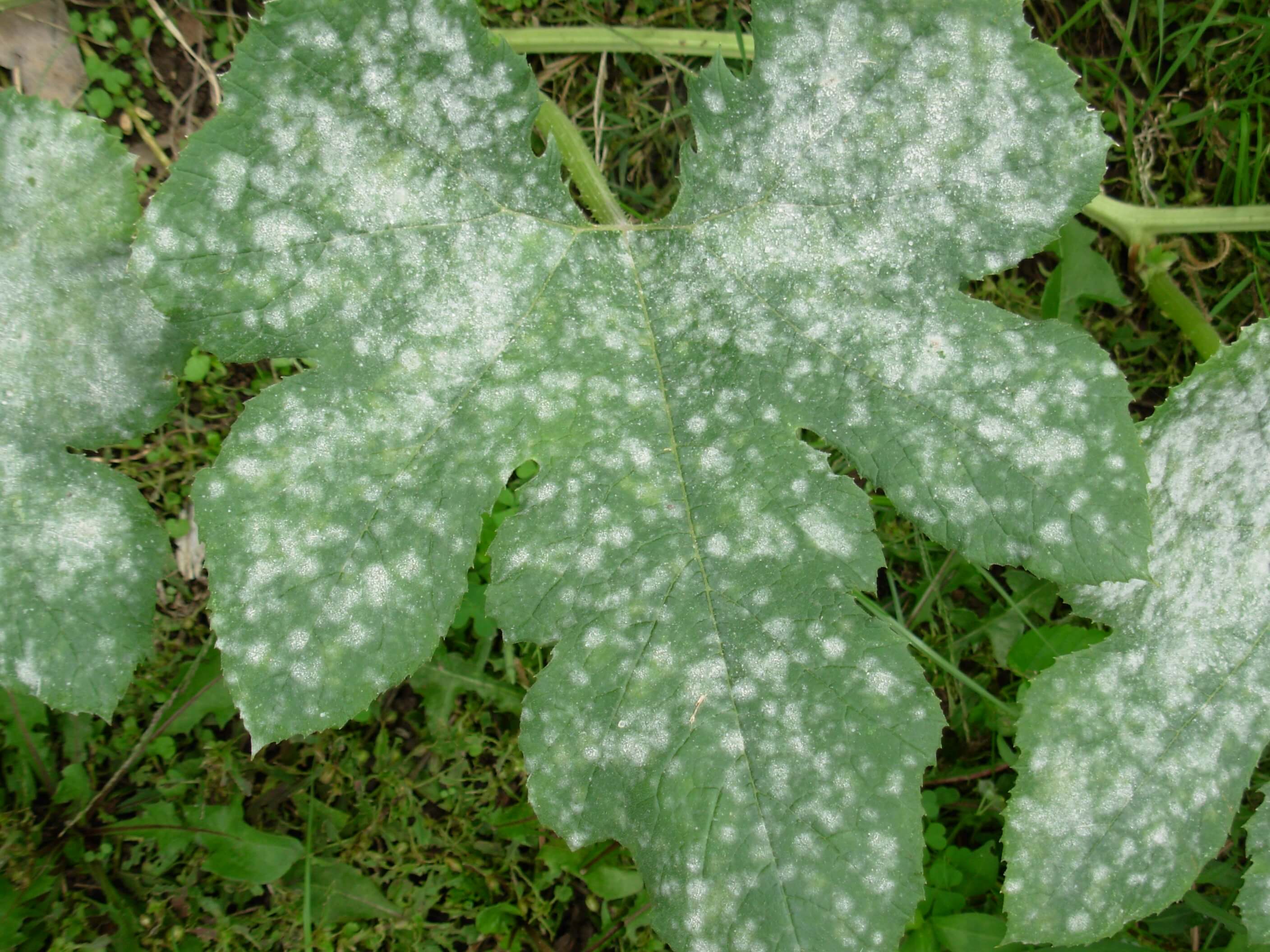 How to recognize and combat powdery mildew on cucurbits' edible skin