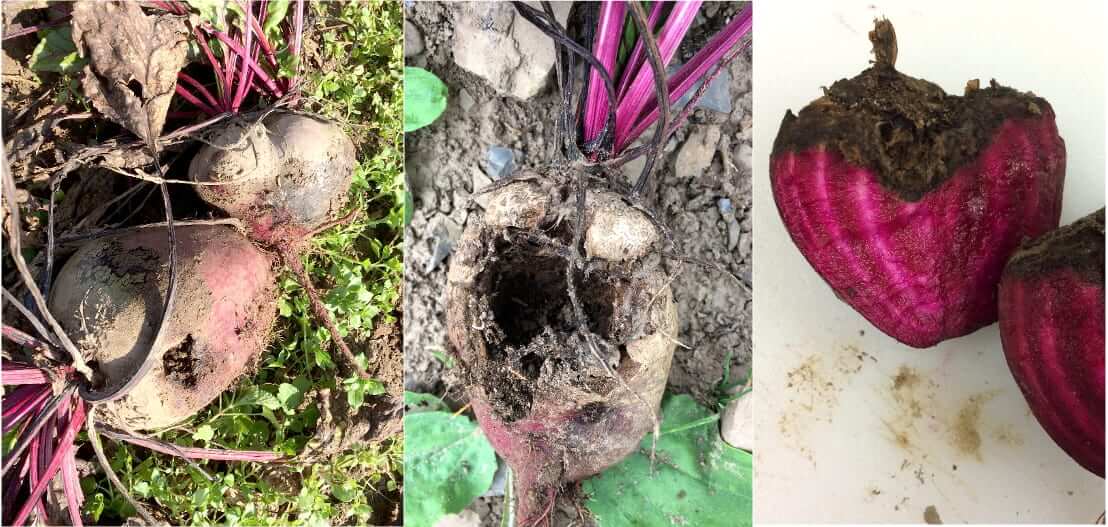 Pudrición marrón de la corona y la raíz en Remolacha azucarera: Cómo se reconoce y se trata eficazmente