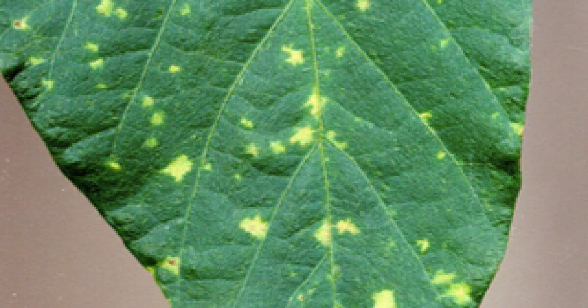 Daños causados por Mildiu en Soja