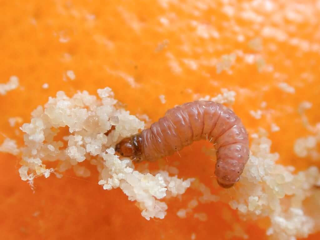 Falsa carpocapsa en Naranjo: Cómo se reconoce y se trata eficazmente