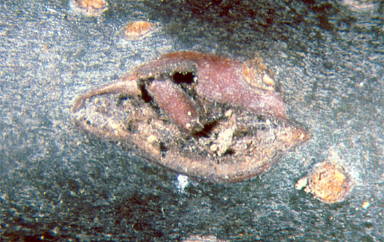 Touro da macieira: sintomas e danos em macieiras