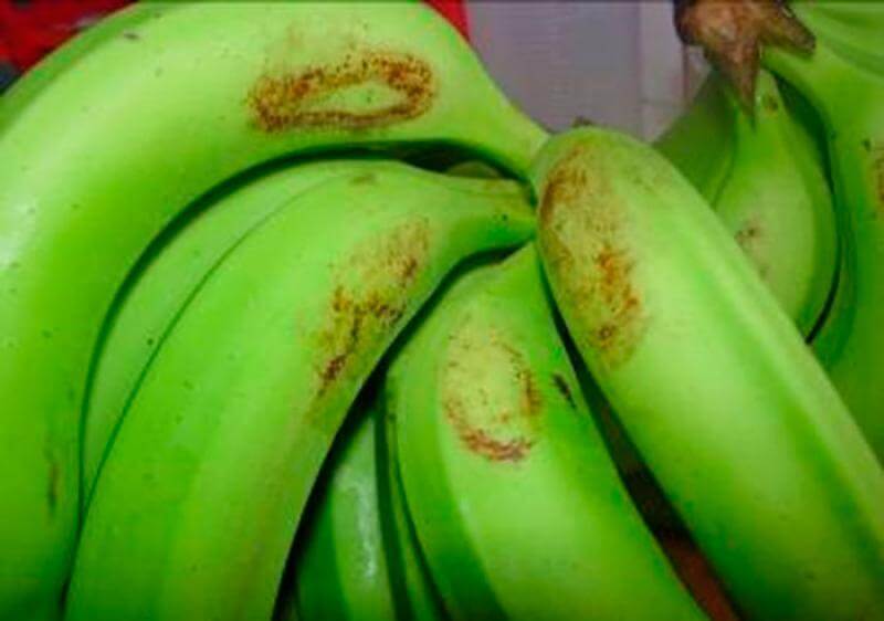 Banana red spot thrips: what it is, how it originates, and how to effectively eliminate it.