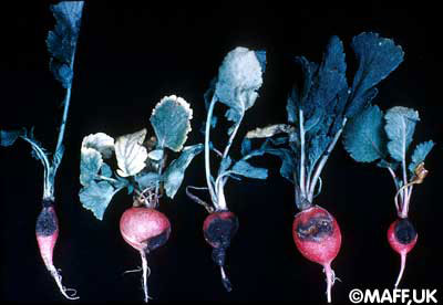 How to recognize and combat black radish root