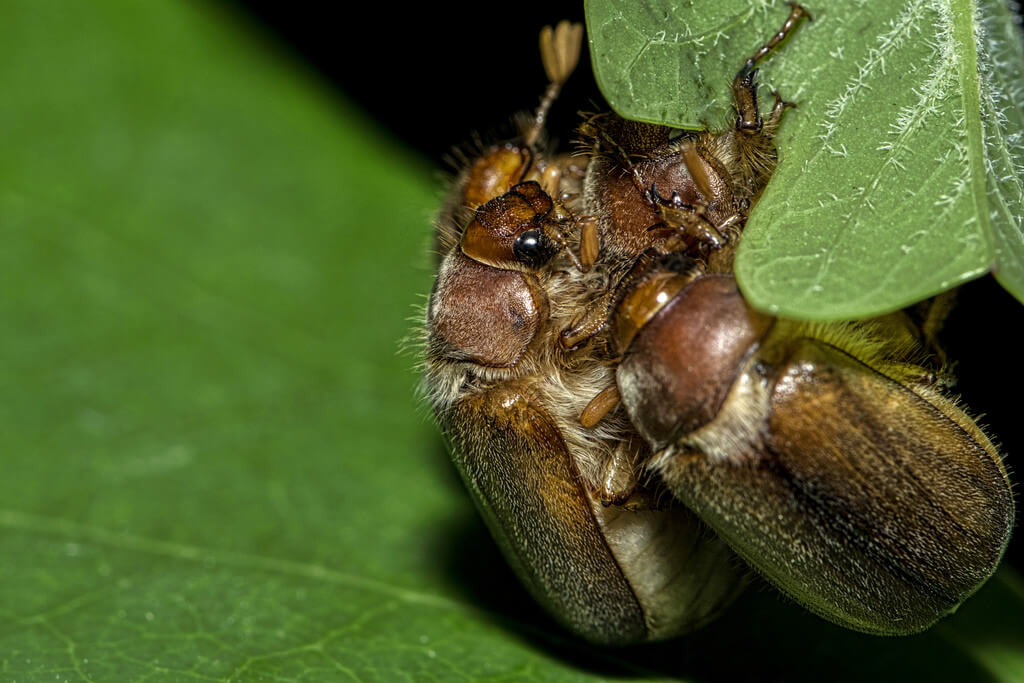 Blind man's buff in berries | idMicrobe