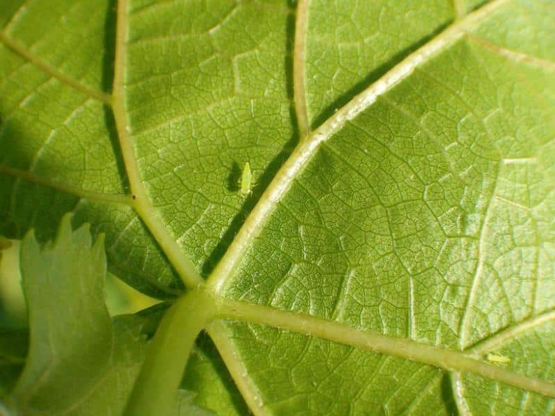 Damage caused by leafhoppers, leafhoppers, and hoppers in apricot