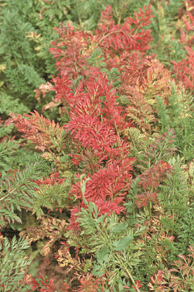 Vírus da folha vermelha da cenoura: o que é, como ocorre e como eliminá-lo eficazmente.