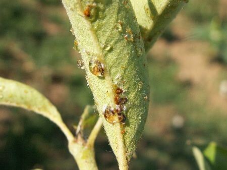 Psilídeo da fruta pomóidea: o que é, como se origina e como eliminá-lo de forma eficaz.
