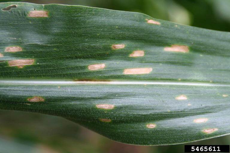 Mancha gris en maíz | idMicrobe