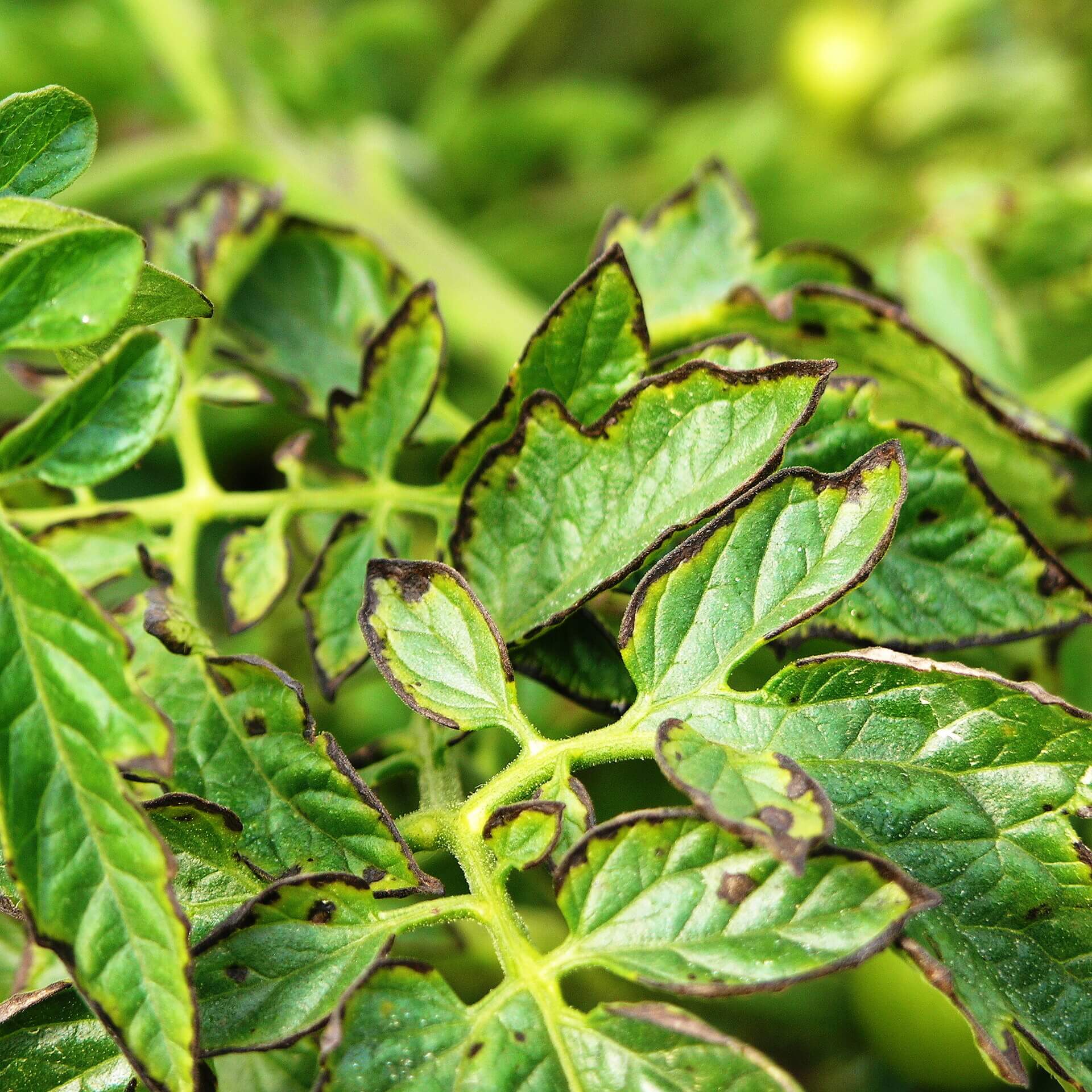 Gomosis en plantas ornamentales | idMicrobe