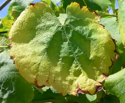 Síntomas causados por falta de agua en plantas