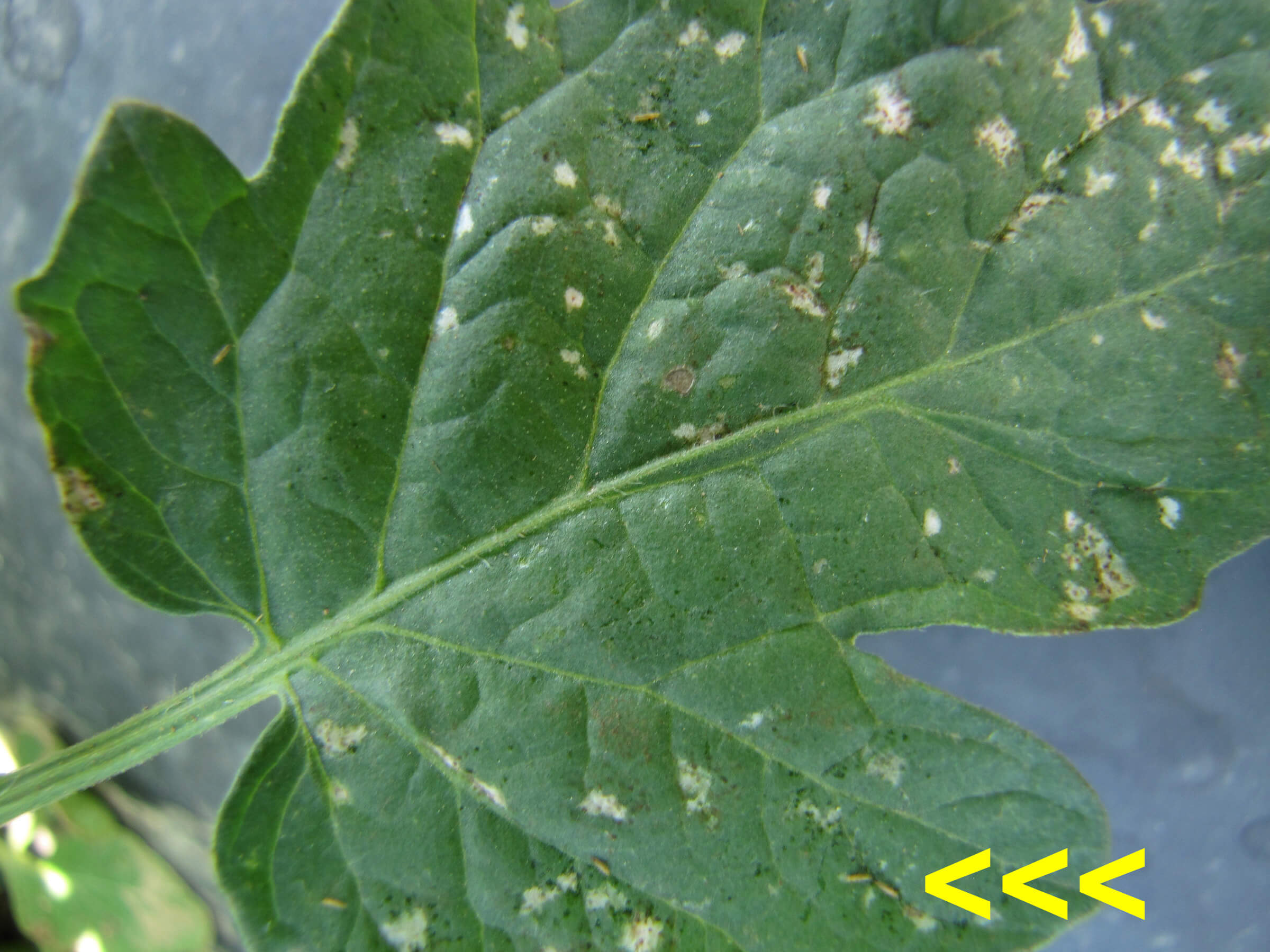 Thrips du céleri | idMicrobe