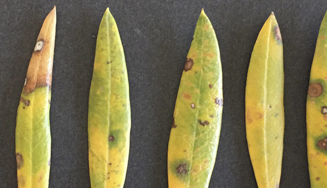 Como reconhecer e combater a lepra nas oliveiras