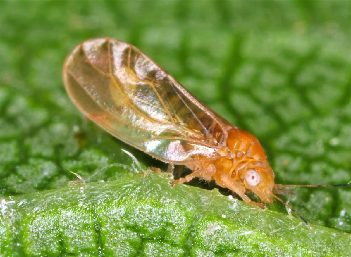 Psyllium de pomóideas em árvores frutíferas de pomóideas: como reconhecê-lo e tratá-lo com eficácia