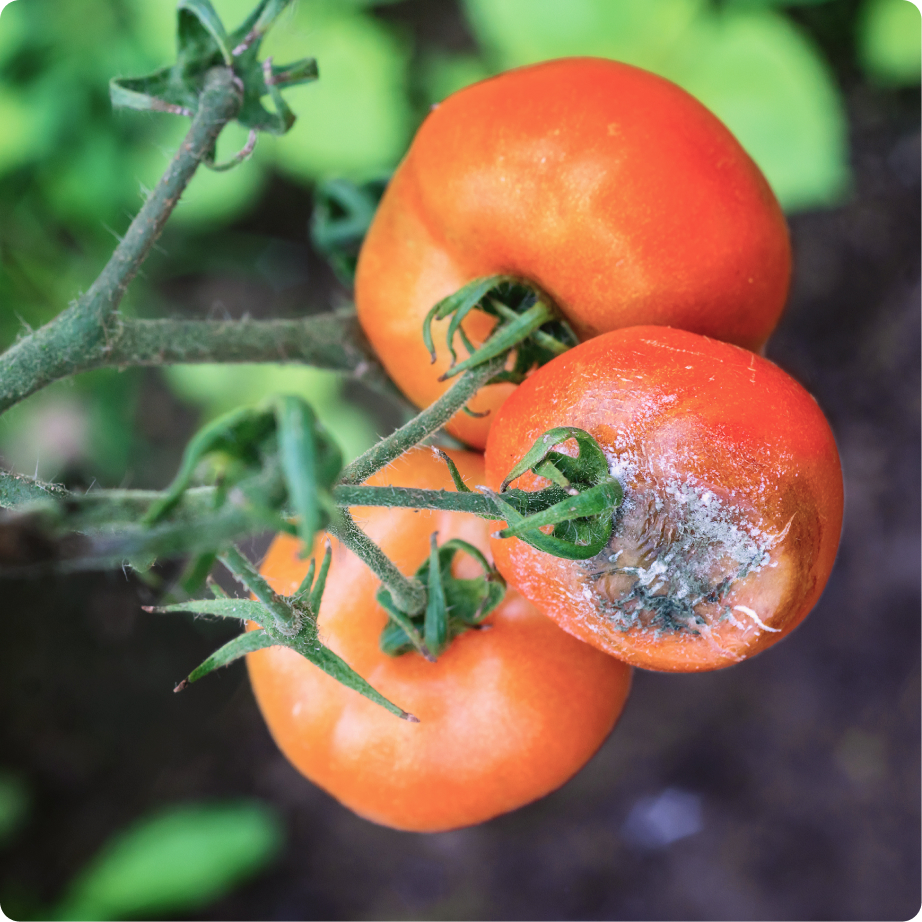 Botrytis: Síntomas, daños y soluciones en frutos