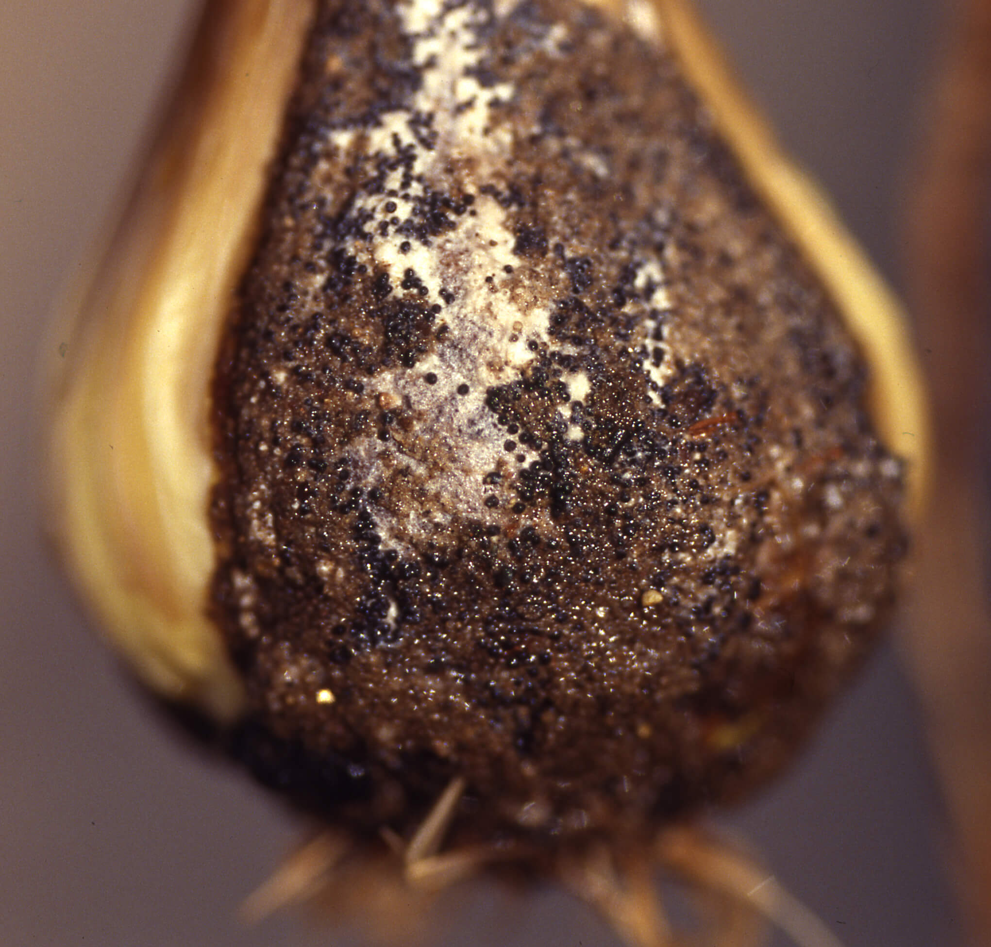 Podredumbre blanca: Síntomas y daños en Cebolla