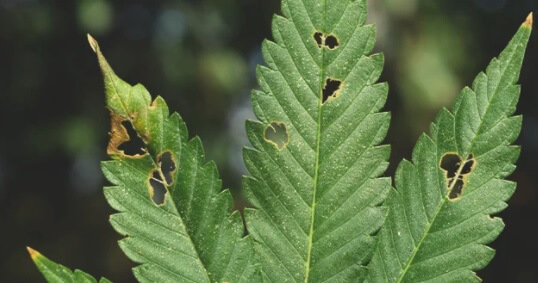 Lagartas na cannabis | idMicrobe