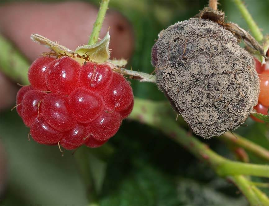 Gray Rot: Symptoms and Damage in Blackberries