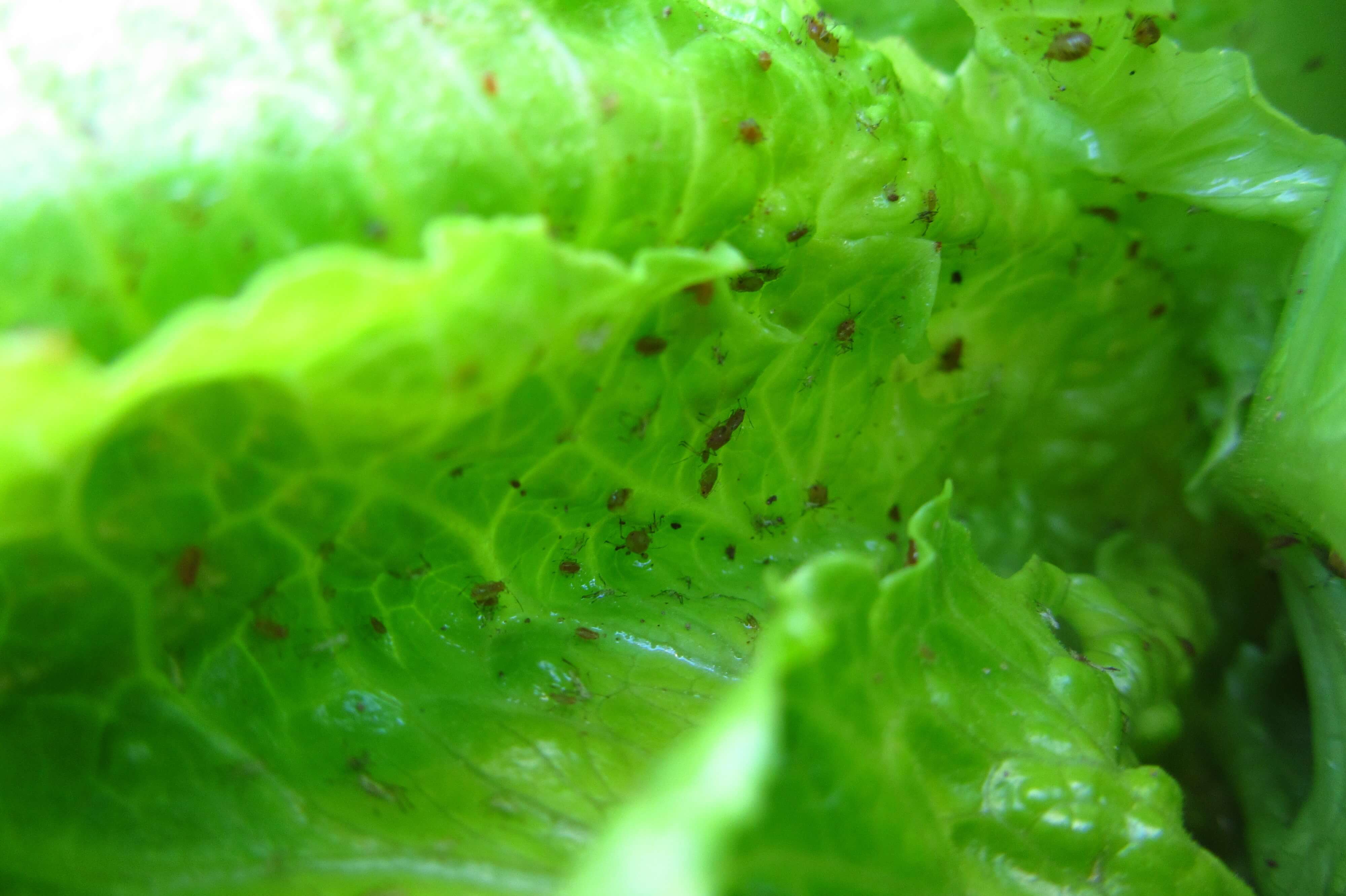 Aphids on Lettuce: How to Recognize and Treat Them Effectively